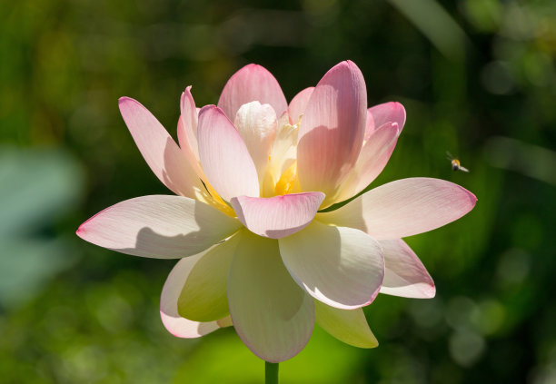 近距离观看一个大盛开的睡莲花头图片下载