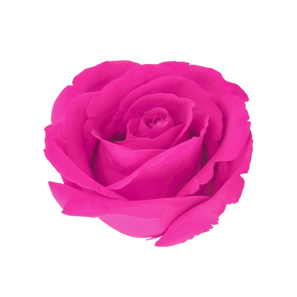 美丽的粉红玫瑰孤立在白色上图片下载
