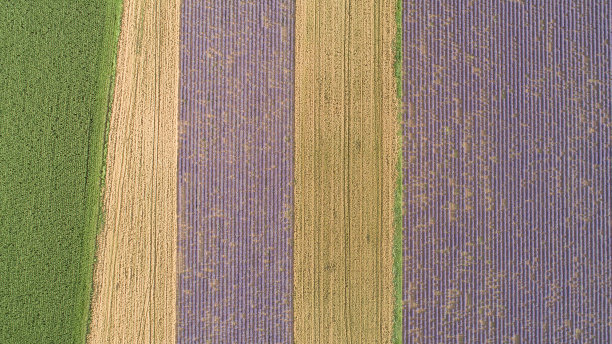 从上到下的不同类型的农田视图。美丽的薰衣草田。图片下载