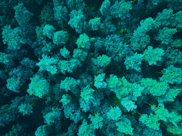 从鸟瞰图可以看到绿色的树梢图片下载