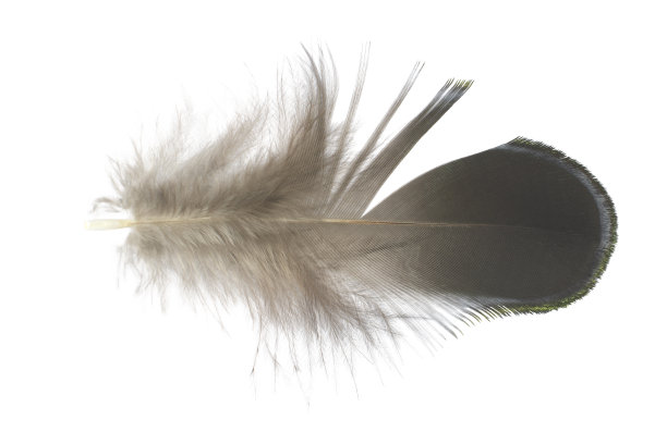 羽毛在白色背景股票照片图片下载