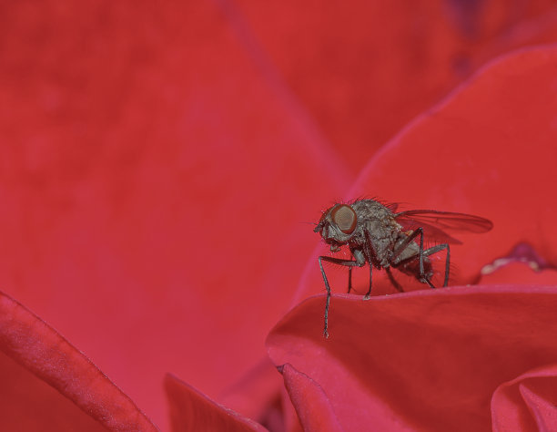 印度锡金，一只家蝇坐在玫瑰花瓣上图片下载