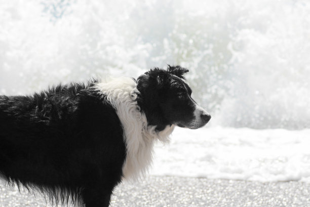 海滩上的狗图片下载