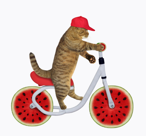 猫骑着西瓜自行车图片下载