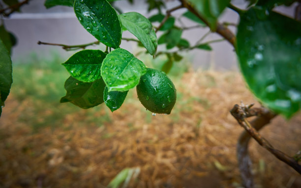 雨后的新鲜柠檬图片下载