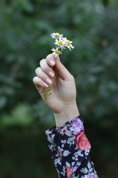 甘菊的特写镜头图片下载