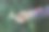 甘菊的特写镜头图片下载