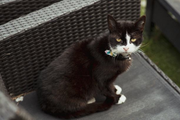 坐在椅子上瞪眼的猫图片下载