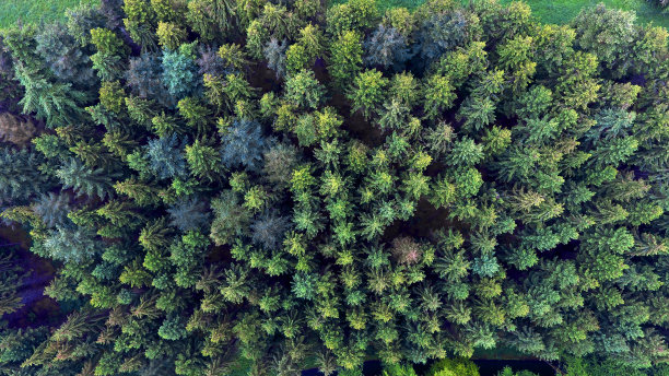 在森林里空中漫步图片下载