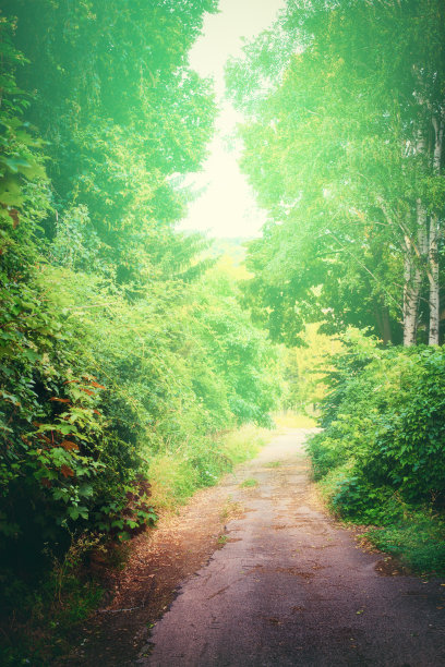 野生的道路图片下载