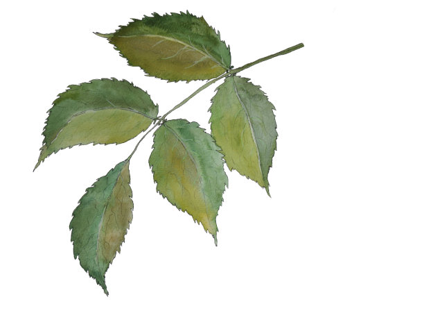 绿色植物叶子的水彩插图图片下载