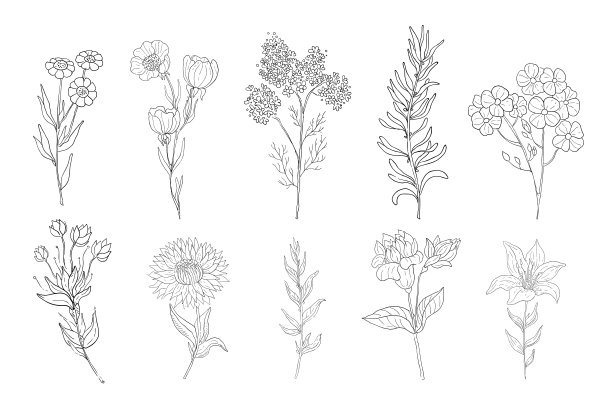 手绘药材，线描植物，花卉背景图片下载