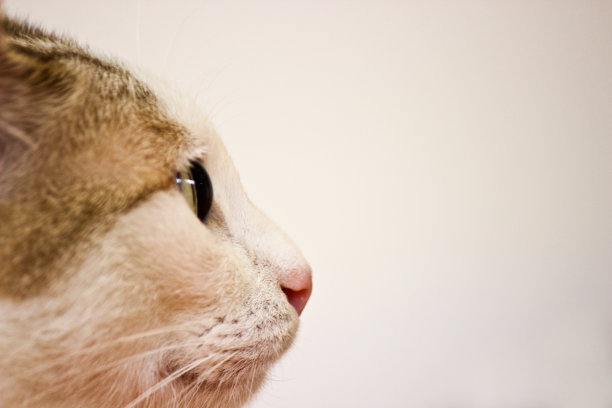 猫脸的特写图片下载