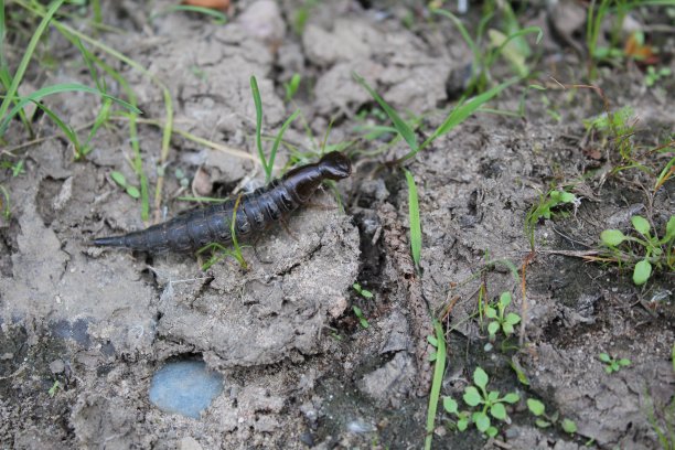 黑色大毛虫在夏天的地面上的照片图片下载