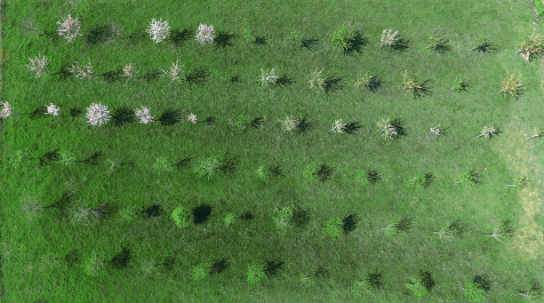 很好地结合树图片下载