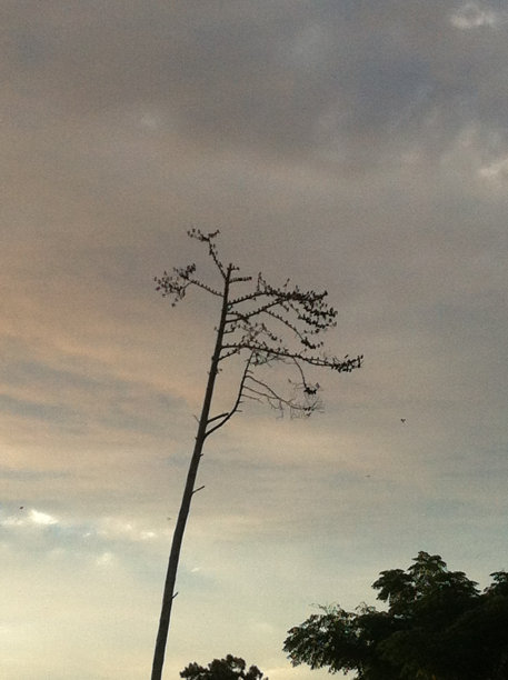 花园里树木的剪影图片下载