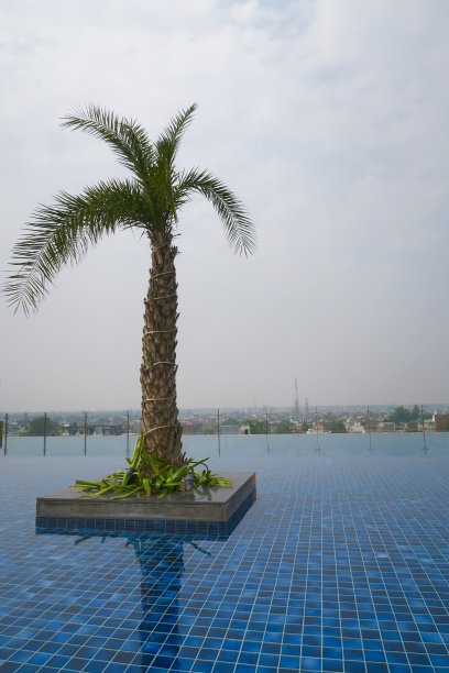 游泳池天际线的图像，游泳池与异国情调的棕榈树在水中，蓝色马赛克瓷砖，阿格拉天际线与泰姬陵的照片，阿格拉，北方邦，印度图片下载