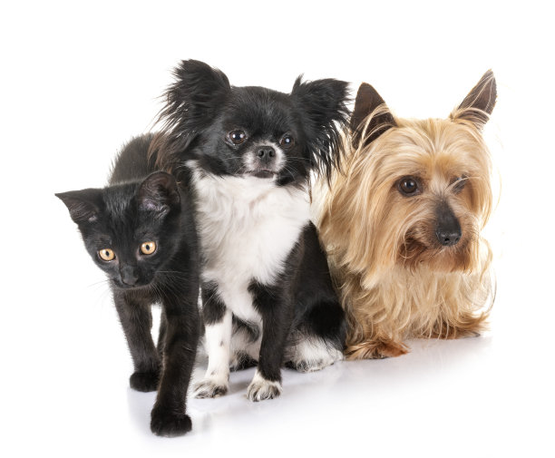 黑猫和小狗图片下载