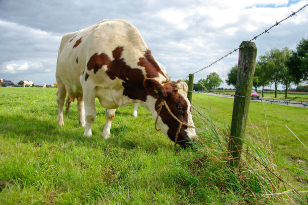 发现牛图片下载