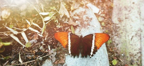 蝴蝶的背景图片下载