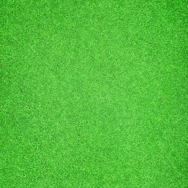 美丽的绿草纹理图片下载