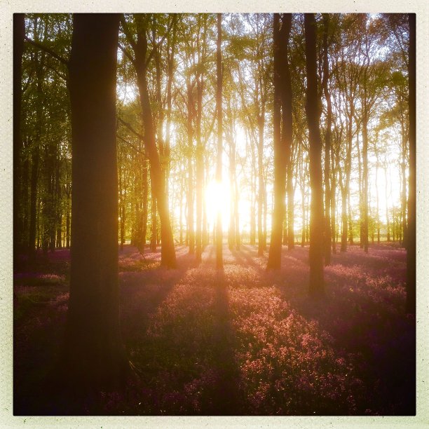 日落时的蓝铃树图片下载