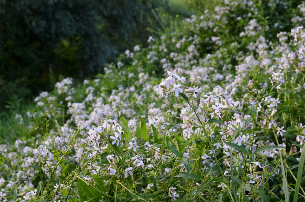 牛耳风铃，丛状风铃花或牛耳风铃。蓝色快车。被子植物科，星形花科，风铃科。特写照片浅景深，模糊的背景图片下载