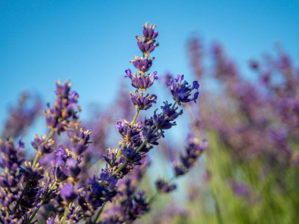 薰衣草田在夏天开花图片下载