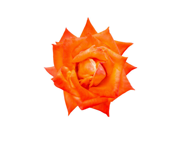 孤立在白色背景上的玫瑰花图片下载