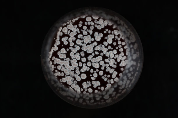 酒杯中红酒发霉图片下载