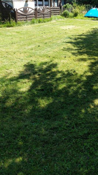 绿色的草地图片下载