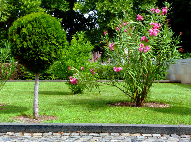 郁郁葱葱的绿色正式花园。漂亮的粉红色夹竹桃花图片下载