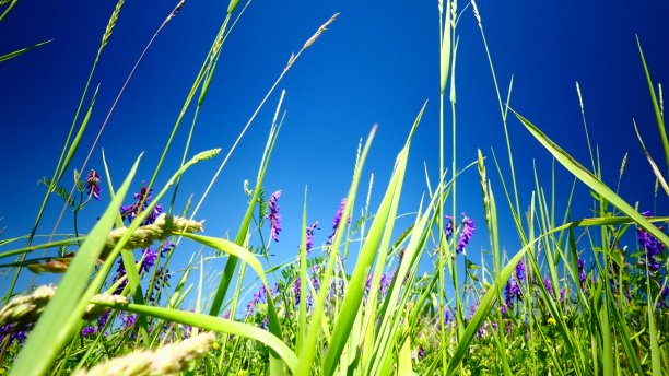 在垂直反跳水中看到的野生紫色花图片下载