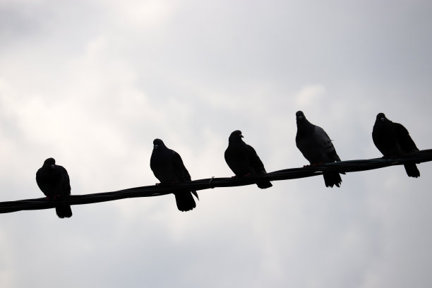 一排鸟儿的剪影坐在铁丝网上图片下载