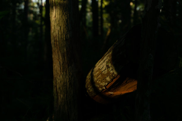 在Corkscrew沼泽保护区的微距自然摄影图片下载