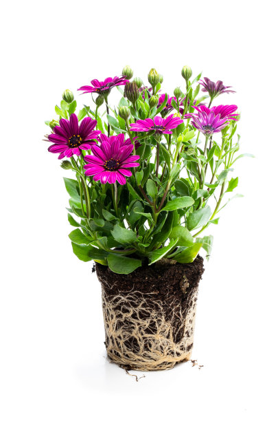 美丽多彩的雏菊花与根孤立在白色图片下载