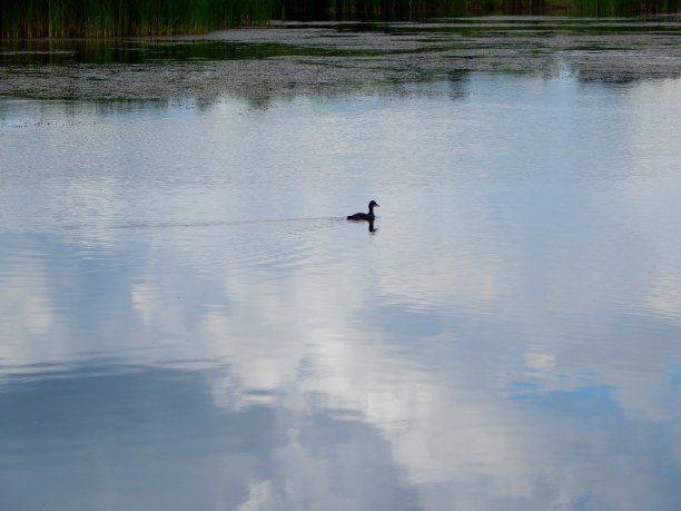 鸭子慢慢地游过湖。图片下载