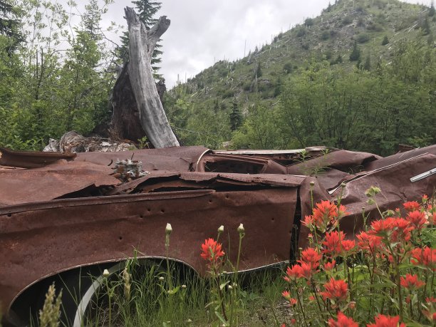 短暂的高山花朵图片下载