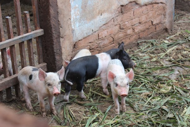 农场的猪兄弟们图片下载