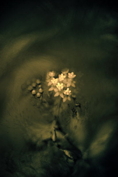 森林里有黑色和白色的花图片下载