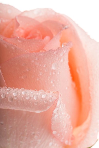 玫瑰。图片下载