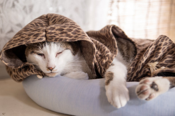 猫的服装图片下载