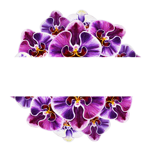 美丽的文字框架从兰花花。水彩画。外来植物。印花。植物成分。婚礼和生日。贺卡。图片下载