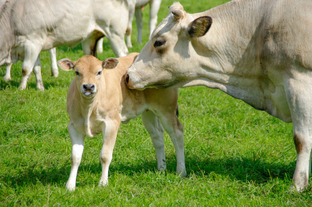 白奶牛和小牛图片下载