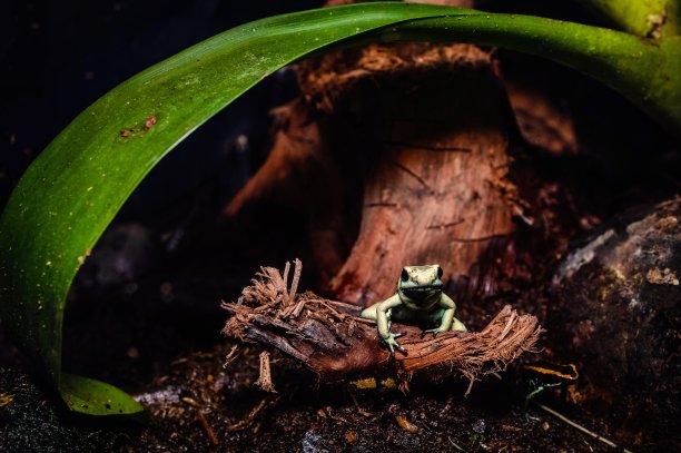 快乐的青蛙图片下载