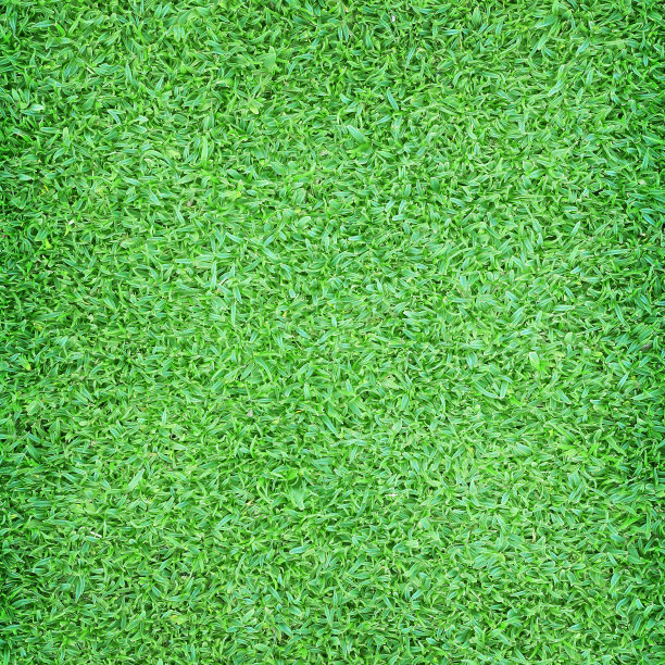 美丽的绿草纹理图片下载