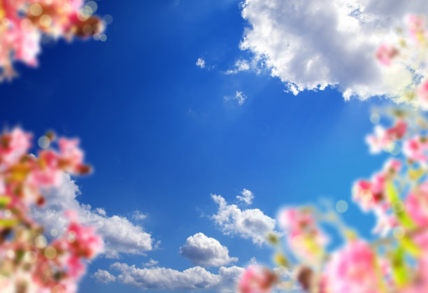 近距离观察阳光明媚的蓝天上五颜六色的花朵图片下载