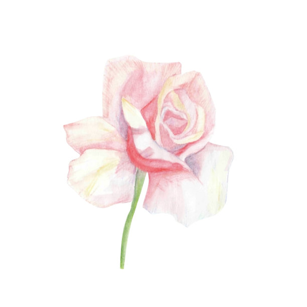 手绘水彩玫瑰图片下载