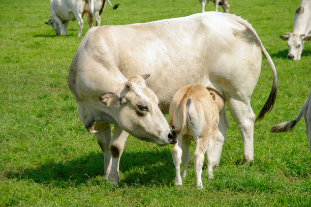 白奶牛和小牛图片下载