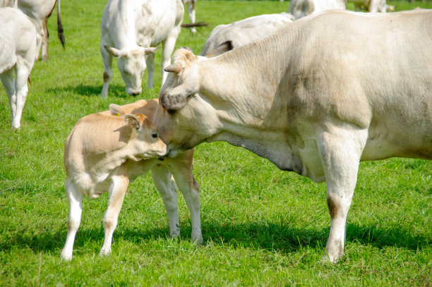 白奶牛和小牛图片下载